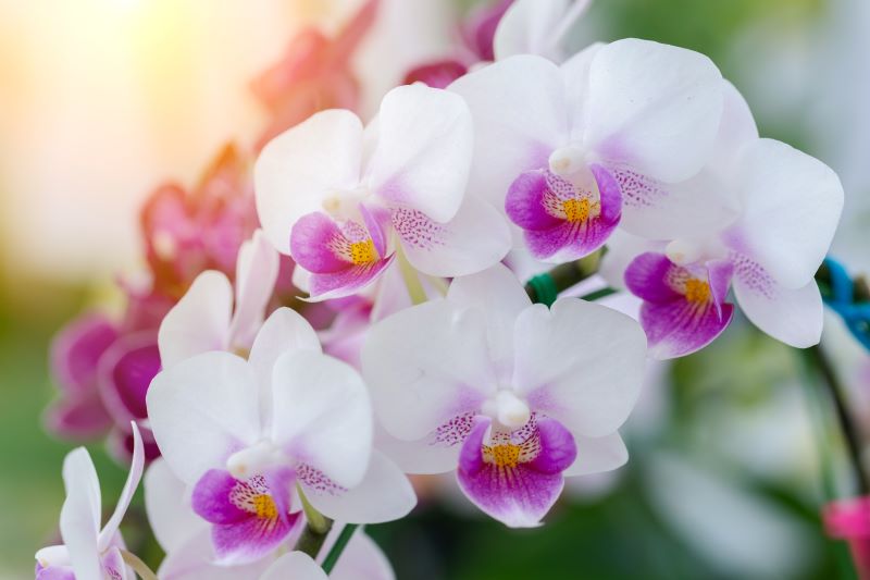 orkide-bakimi.jpg