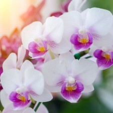Orkidelerin Bakımı