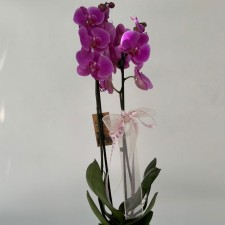 Orkide Renkleri ve Anlamları