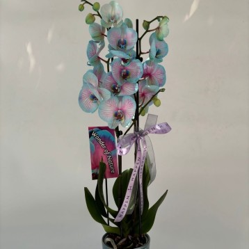 Mavi Pembe Orkide